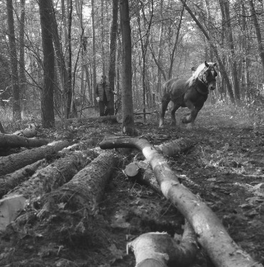 paarden helpen bij het bosbeheer